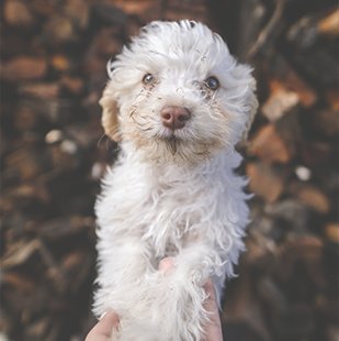  white cute puppy
