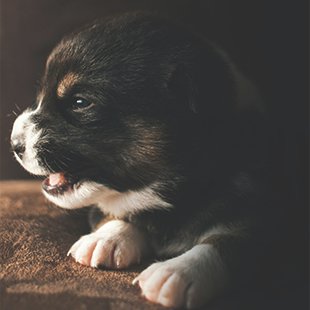 puppy with brown white color