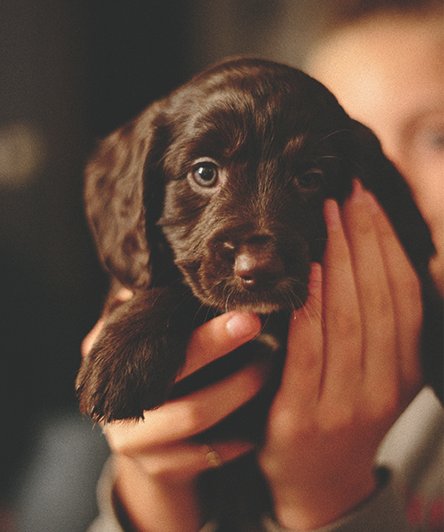 holding brown puppy